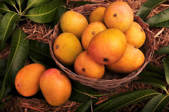 Indian Alphonso mango fruits in grass closeup