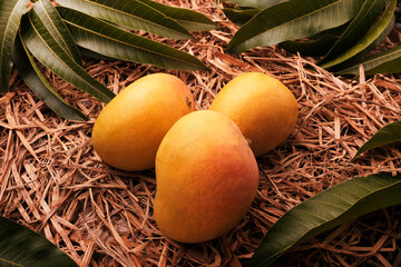 Indian Alphonso mango fruits in grass closeup