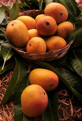Indian Alphonso mango fruits in grass closeup