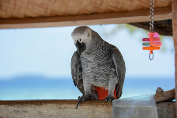 Obraz premium grey parrot