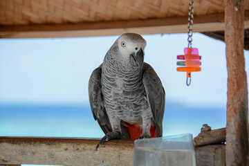 grey parrot