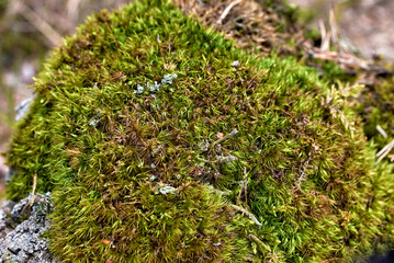 Granite stone covered with moss in the forest.