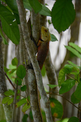 tropical reptile