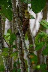 tropical reptile