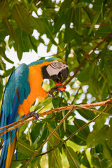 paint parrot