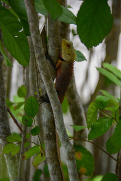 tropical reptile