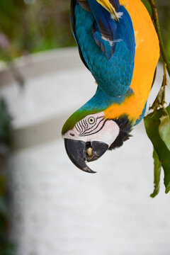 paint parrot