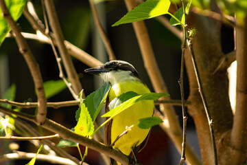 Um pássaro sobre um galho de árvore. Um Bem-te-vi (Pitangus sulphuratus)