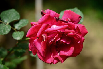 Italy-Rose, genus of the Rosaceae family