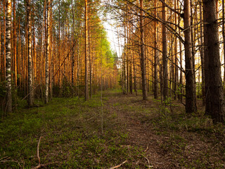 sunset in the forest