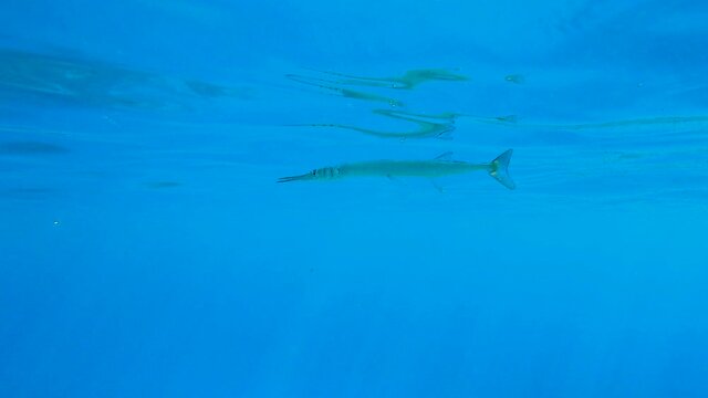 Needlefish swims under surface on blue water in sun rays. Underwater life in the ocean. 