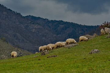Russia. South of Western Siberia. Altai. A small flock of sheep graze peacefully on a steep mountain slope surrounded by huge stones and flowering rhododendron.