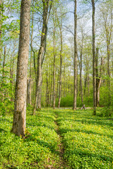 View of the walking path in spring, Ramsholmen island, Tammisaari, Finland