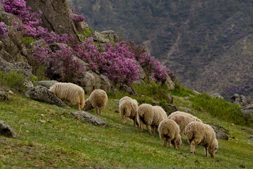 Fototapeta premium Russia. South of Western Siberia. Altai. A small flock of sheep graze peacefully on a steep mountain slope surrounded by huge stones and flowering rhododendron.