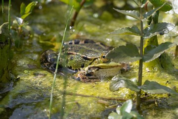 frog - portrait of frog - green frog - nature frog