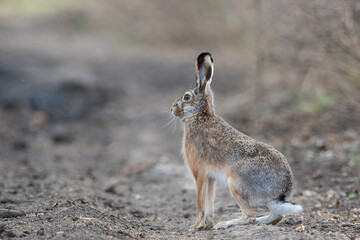 Hare on a road