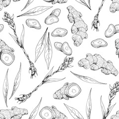 Ginger root. Asian Chinese traditional medicine. Herb. Whole plant, cuted root, sliced pieces, dry powder, flower, leaves. Spicy condiment. Seamless background with pattern. Hand-drawn ink sketch.