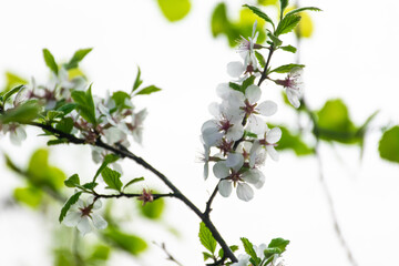 Cherry blossom in spring in the Moscow region