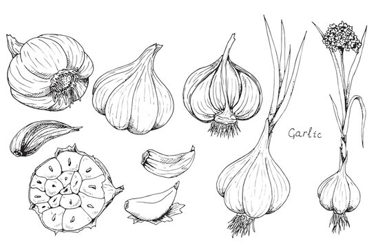 Head of garlic. Traditional medicine. Herb. Whole plant, fresh root, cut in half, slices, parts, peel, flower. Spicy condiment. Isolated clipart set on white background. Hand-drawn ink sketch.