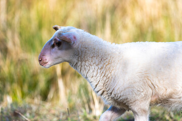 Obraz premium sheep - lam - sheep in field- baby sheep - white sheep - brown sheep