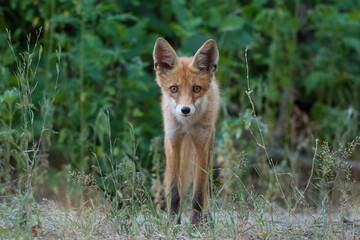 Red fox cub