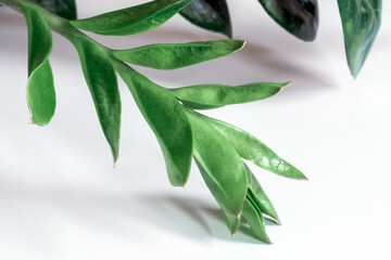 Green branch zamioculcas white background leaf leaves