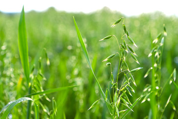 Young green oats on the field in rainy weather. Oat field. Field of young green oats, oat spikelets close up. The concept of a good harvest, agricultural industry. Shallow depth of field.