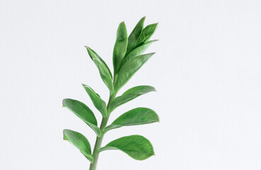 Green branch zamioculcas white background leaf leaves