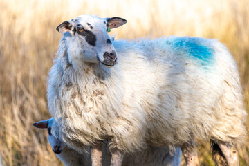 sheep - lam - sheep in field- baby sheep - white sheep - brown sheep