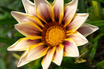 Colourful flower with yellow, purple and white leaves with an intense yellow center.