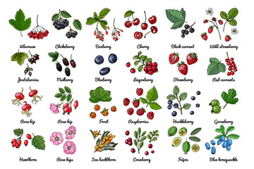 Vector food icons of berries. Colored sketch of food products. Black currant, red currant, wild strawberry, wild strawberry, rosehip flowers, cherry, mountain ash, sea buckthorn, gooseberry © vaneeva