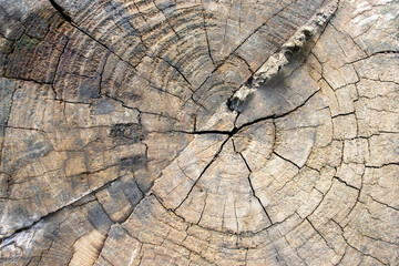 
Old tree stump with rings of life and traces from the saw cut of an old tree
