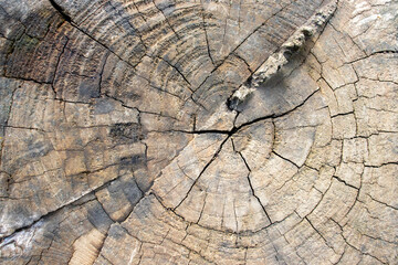 Fototapeta premium Old tree stump with rings of life and traces from the saw cut of an old tree