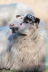 sheep - sheep portrait - brown sheep - white sheep