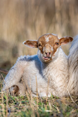 sheep - sheep portrait - brown sheep - white sheep