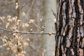 chaffinch on a branch