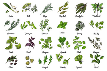 Vector food icons of herbs and vegetables, salads and spices. Colored sketch of food products. - obrazy, fototapety, plakaty