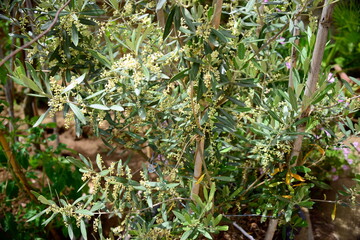 Italy-Olive, a plant that allows the production of oil through its fruit