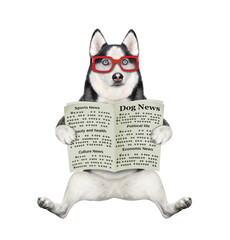 A dog husky in glasses is holding an open newspaper. White background. Isolated.