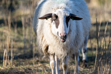 sheep - sheep portrait - brown sheep - white sheep