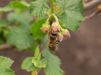 A bee on a blooming currant branch. A budding currant bush. Bee close-up on a branch. Blooming in spring.