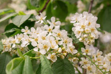 A budding apple tree branch. Trees bloom in the spring. White flowers on a branch close-up.