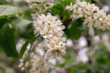 A budding apple tree branch. Trees bloom in the spring. White flowers on a branch close-up.