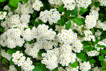 bouquet of flowers