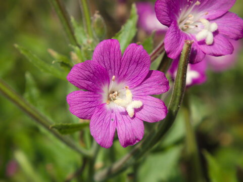 Kwiat Epilobium hirsutum Wierzbownica kosmata