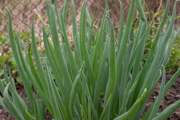 A bunch of green onions in the garden