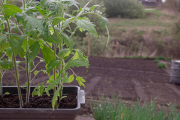 Tomato seedlings in a plastic container. Green tomato seedlings on the background of a vegetable garden.