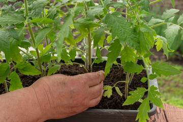 Tomato seedlings in a plastic container. Planting seedlings in the ground. A woman transplants seedlings. The hand takes a tomato seedling.