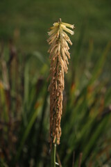 close up of grass