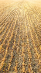 Wheat field background. Agriculture concept.